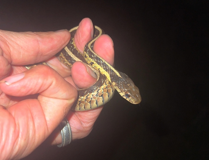 Eastern Garter Snake